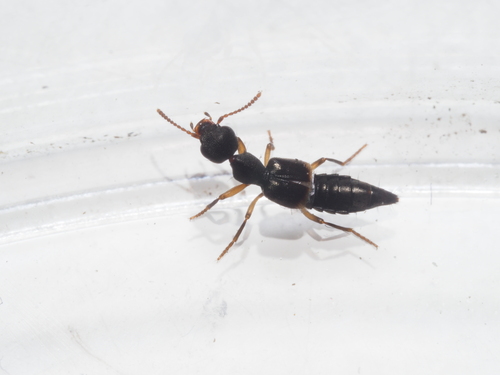 Rugilus geniculatus