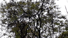 Adenanthera