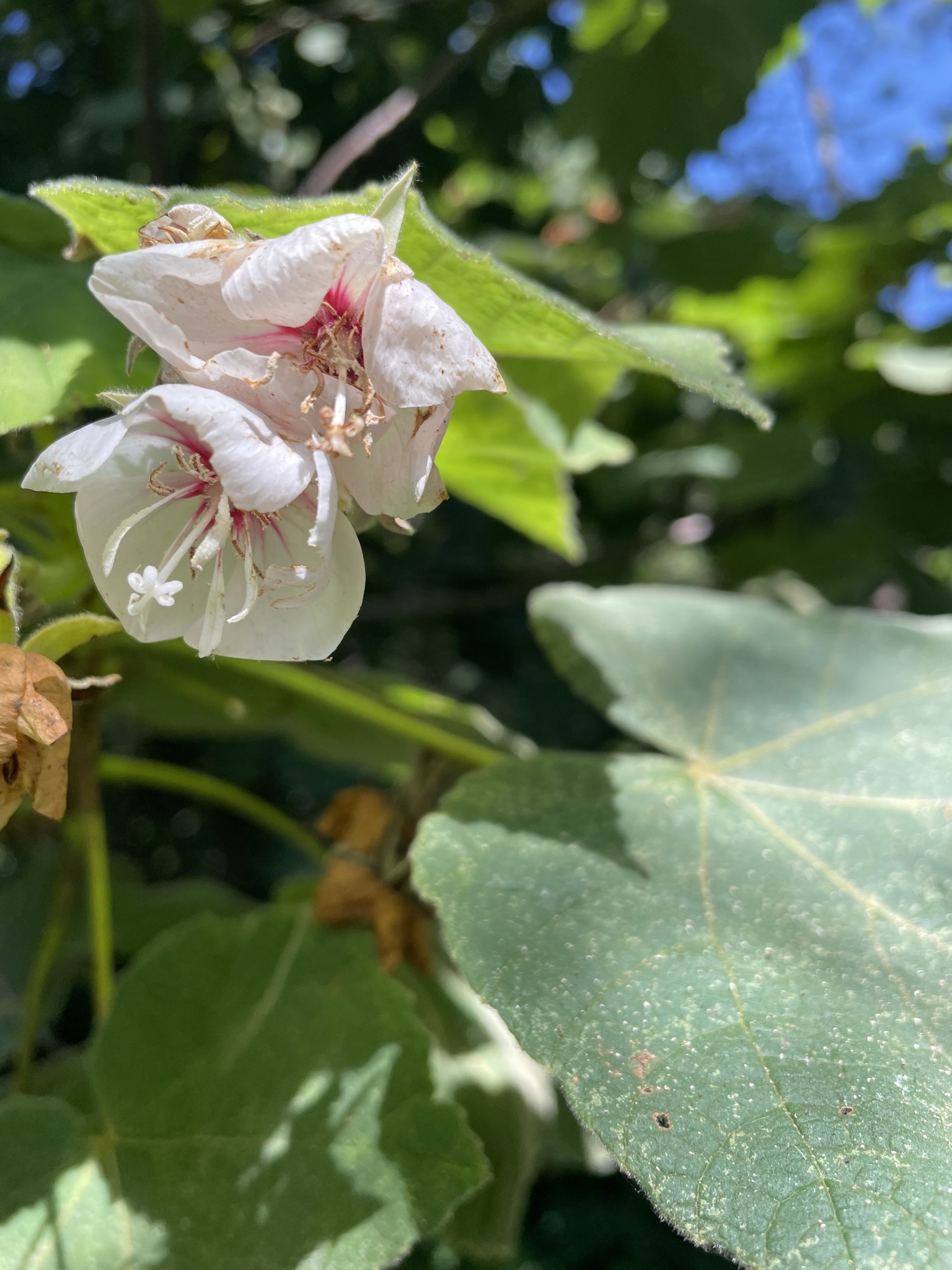 Imagem de Dombéia-rosa