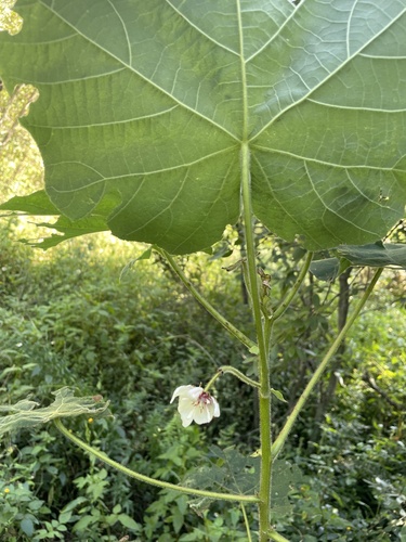 Foto de Dombéia-rosa