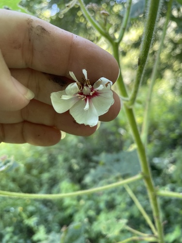 Foto de Dombéia-rosa