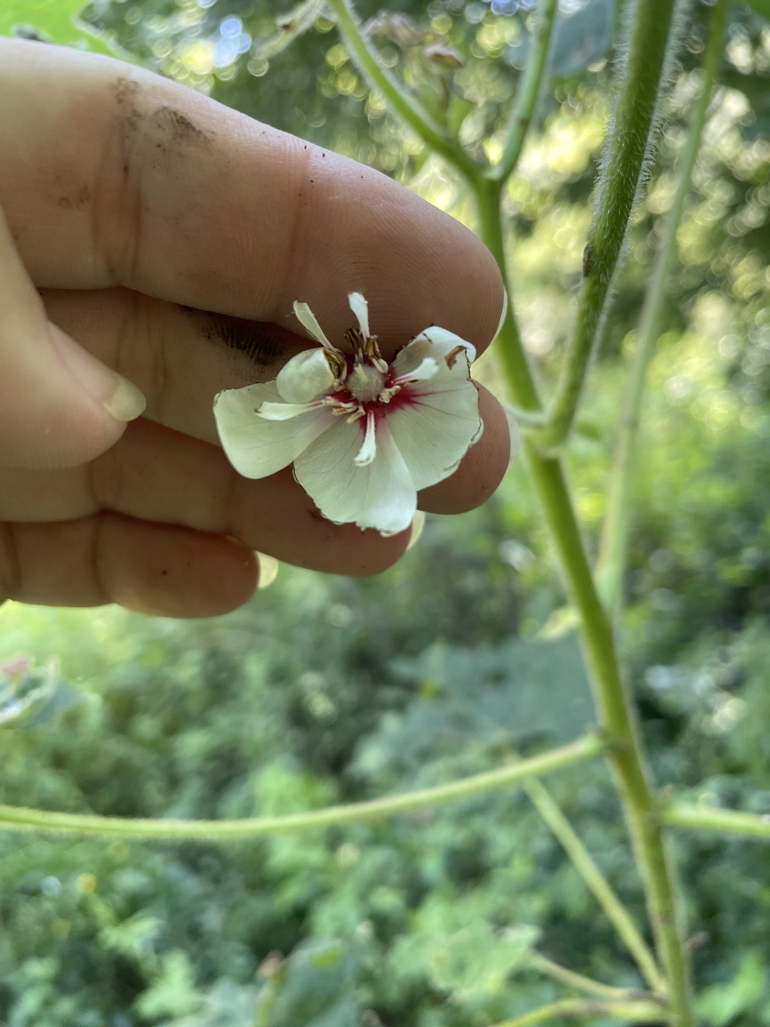 Imagem de Dombéia-rosa