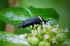 Blattodea