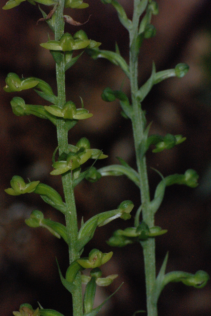 Habenaria lucida