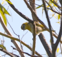 Peucedramus taeniatus