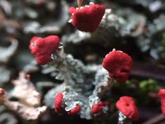 Cladonia coccifera