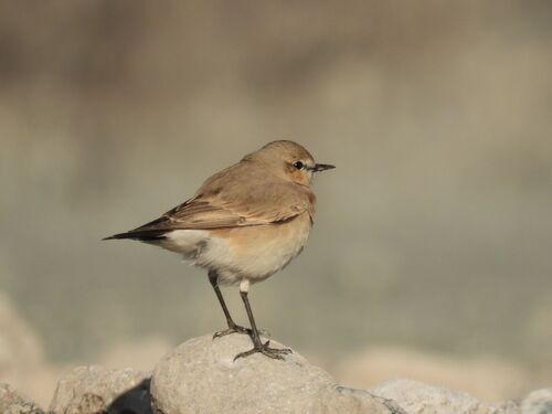 Isabellsteinschmätzer (Oenanthe isabellina)