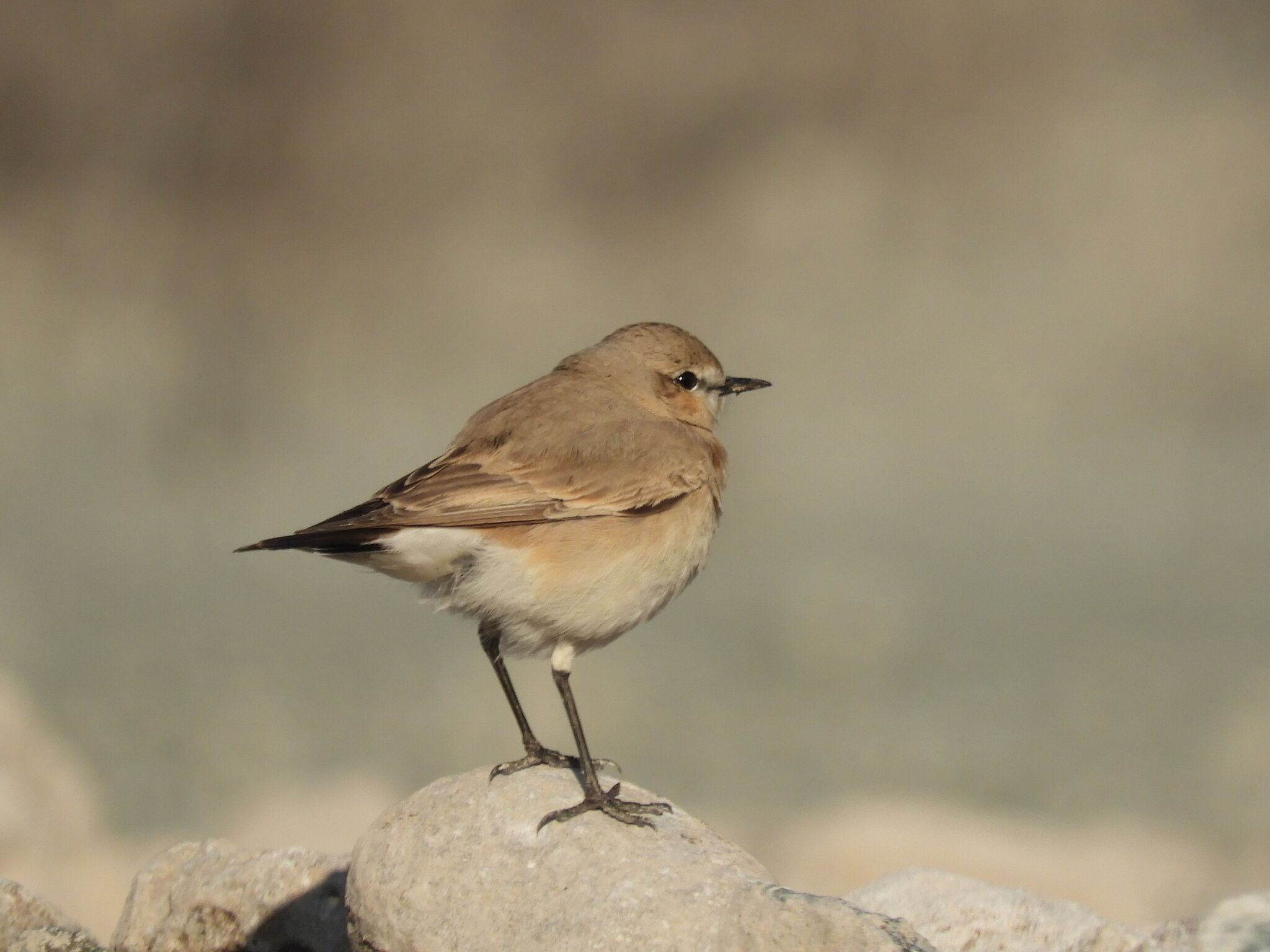 Isabelline Wheatear (Oenanthe isabellina)