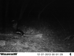 Mephitis macroura milleri