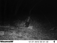 Mephitis macroura milleri