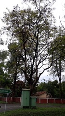 Adenanthera