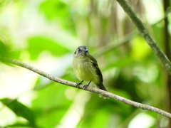 Leptopogon superciliaris