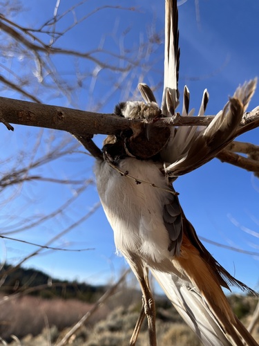 Killdeer photographed in New Mexico