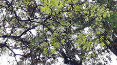 Adenanthera
