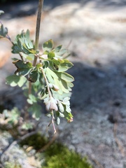 Capnoides sempervirens