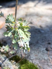 Capnoides sempervirens