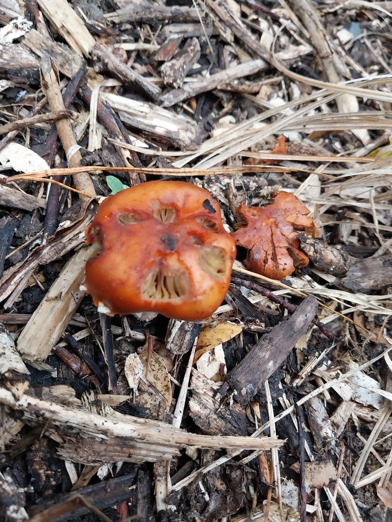 Leratiomyces ceres · March 2025 · photo: © kiwialli (iNaturalist, cc-by)