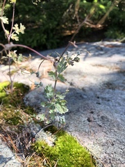 Capnoides sempervirens