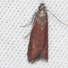 Varneria postremella