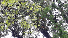 Adenanthera