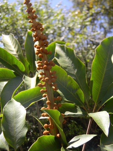 Oreopanax xalapensis - Corteza y tronco