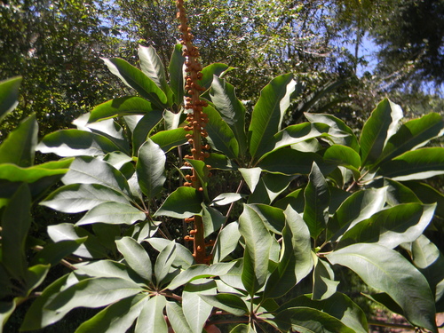 Oreopanax xalapensis - Racimos de frutos