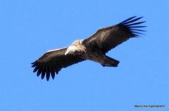 Himalayan Griffon photo 3