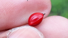 Adenanthera