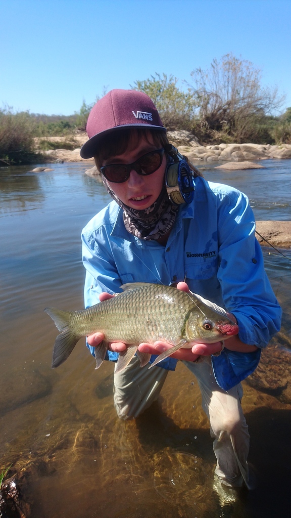 Rednose labeo (Labeo rosae) — Cyprinidae