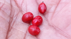 Adenanthera