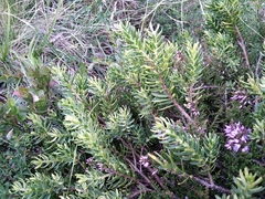 Thymelaea calycina
