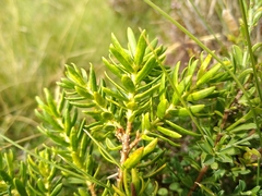 Thymelaea calycina