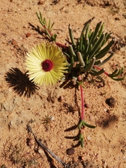 Cephalophyllum tricolorum