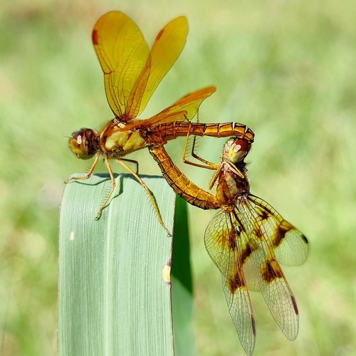 Pond Amberwing photo 2