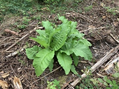 Inula helenium