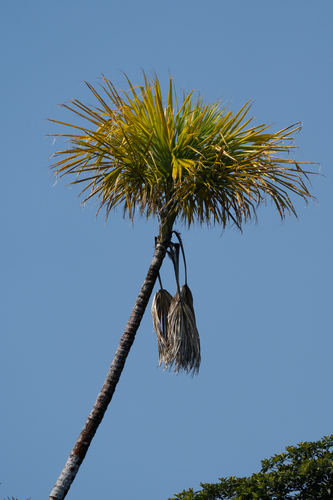 Bay palmetto (Sabal mauritiiformis)