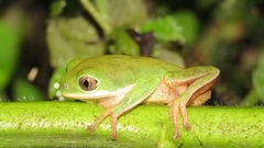 Pithecopus hypochondrialis