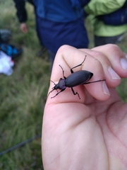 Carabus purpurascens