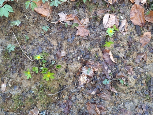 Image of Sanicula epipactis by (c) Miha Jurić, some rights reserved (CC BY)