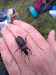 Carabus purpurascens