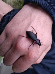 Carabus purpurascens