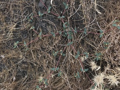 Euphorbia ocellata ocellata