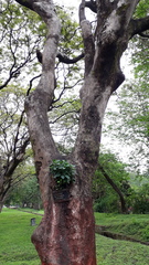 Adenanthera