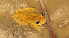 Boana platanera