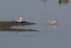 Sterna hirundo hirundo