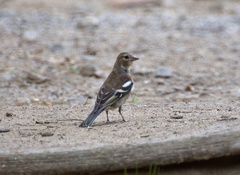 Fringilla coelebs
