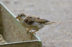 Passer domesticus