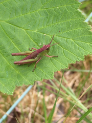 Pseudochorthippus curtipennis