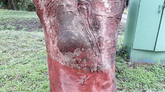 Adenanthera