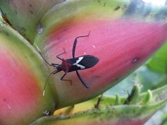 Leptoscelis militaris